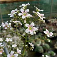 Saxifraga  'Your Song'